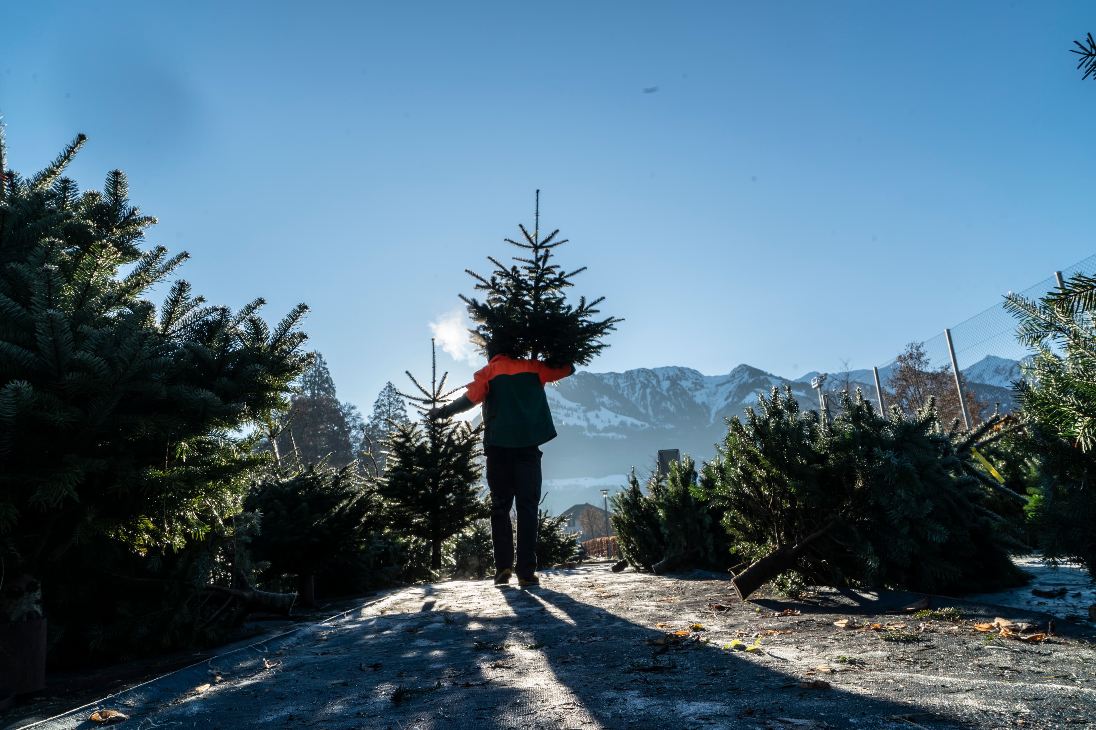 Christbaum von Wyl